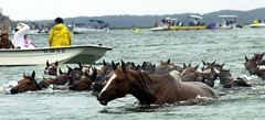 Ponies swimming the channel